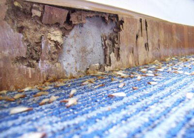 Termite swarmers on porch near damage they caused.