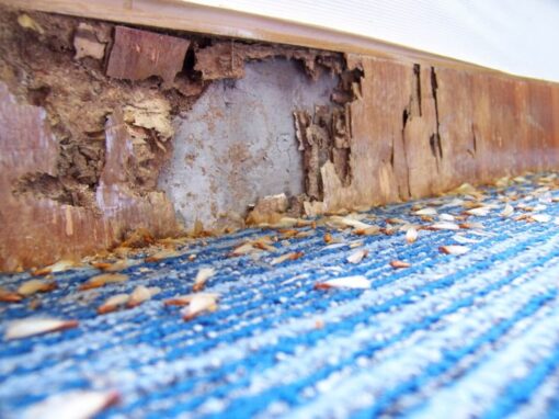 termite damage on porch