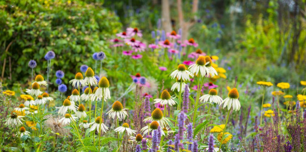 Why Pollinator Health Matters for Your Garden