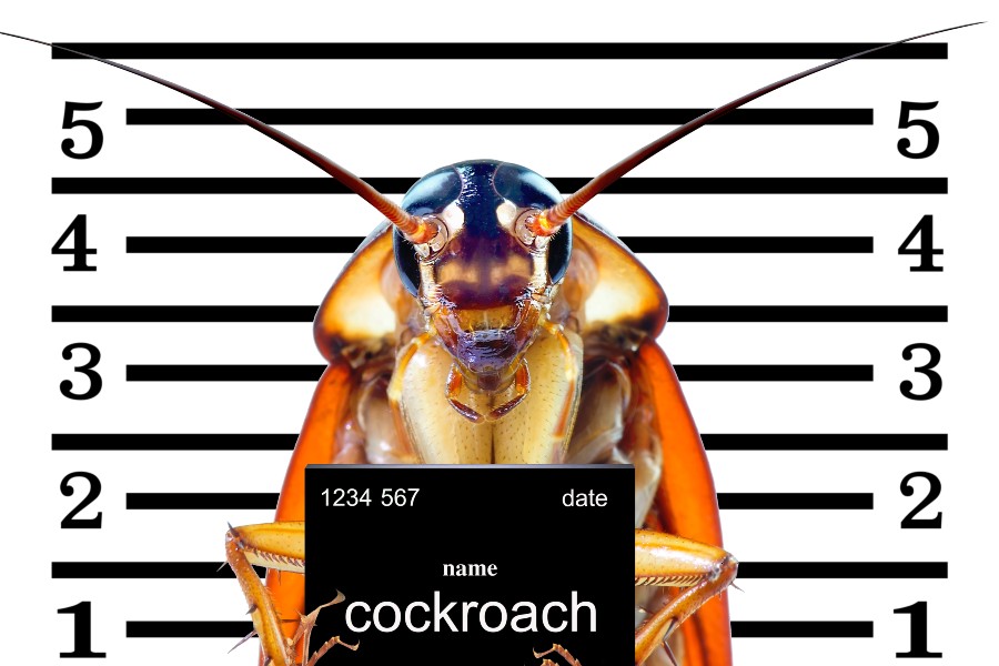 roach mugshot