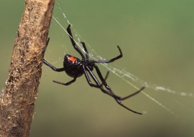 The black widow hanging on his web