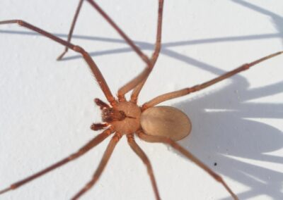 The zoomed image of Brown Recluse with shadows