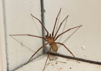 The brown recluse climbing on wall