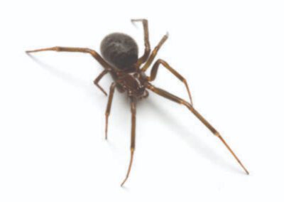 The brownish widow on white background