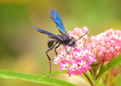 cricket hunter on flower