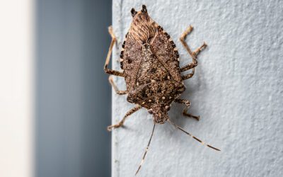 How to Avoid Stink Bugs
