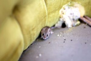mouse nesting in basement couch with stuffing pulled out