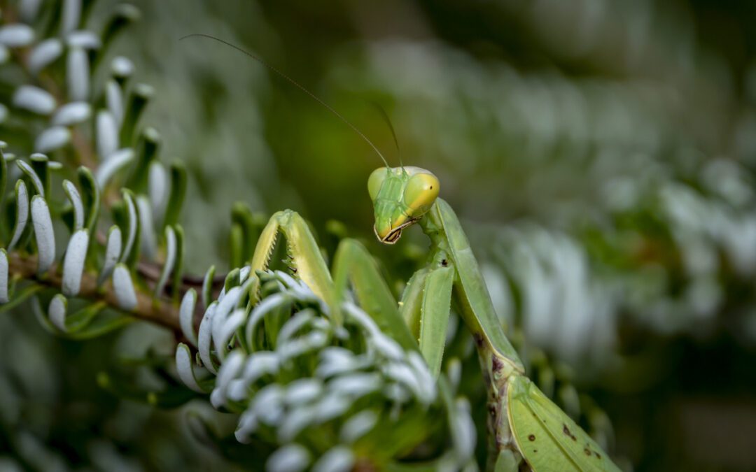 Top 4 Common Pest Invasions to Prevent This Holiday Season