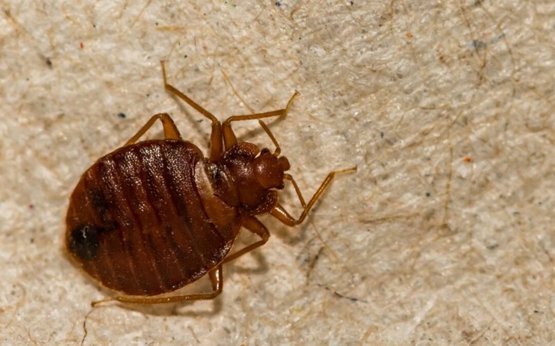 What Kills Bed Bugs?