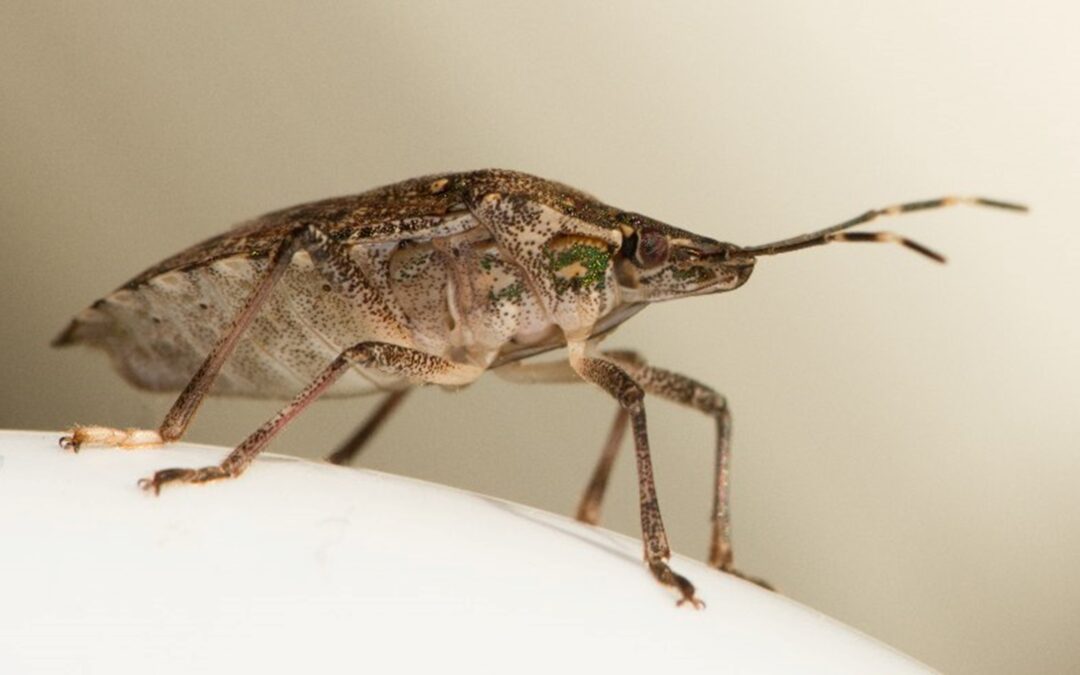 How to Prevent Stink Bugs in the House