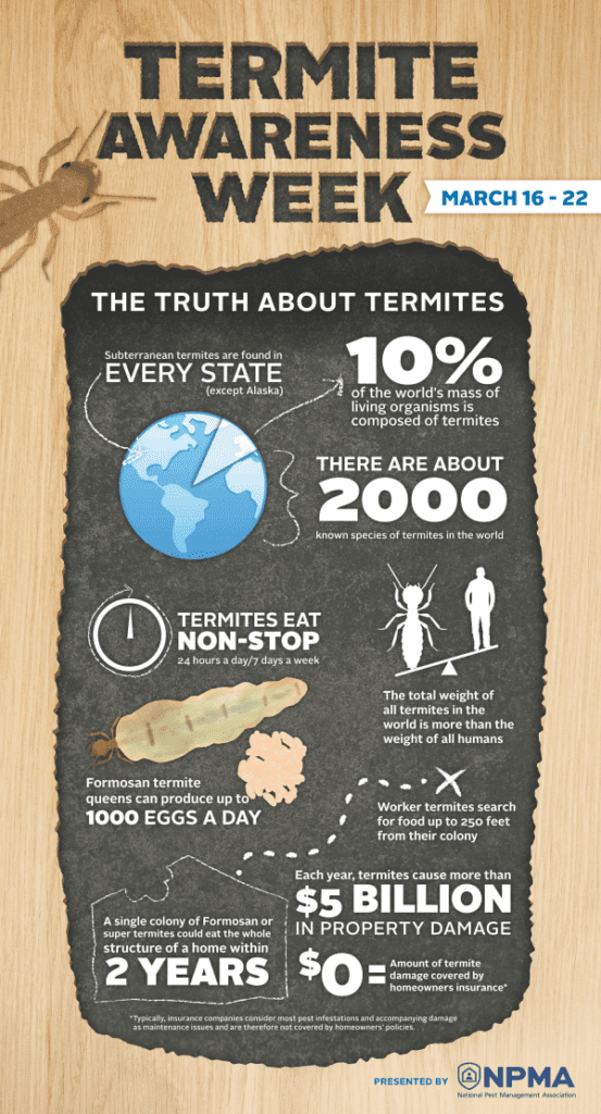 Termite Awareness Week Infographic