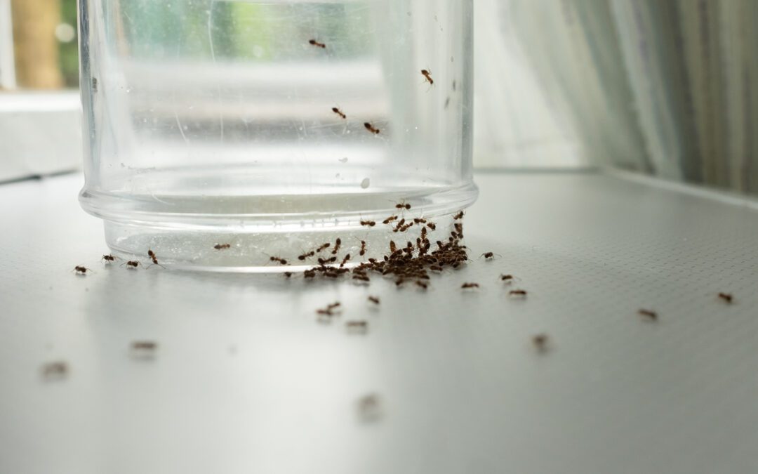 Why do I have ants?