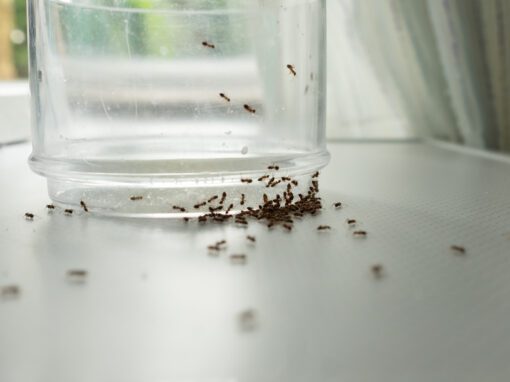 why do i have ants