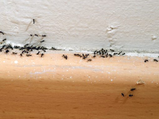odorous house ants