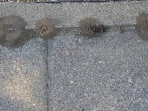 pavement ants