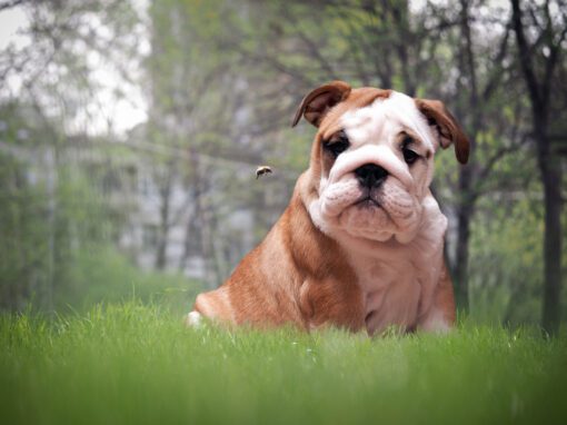 dog looking at a bee