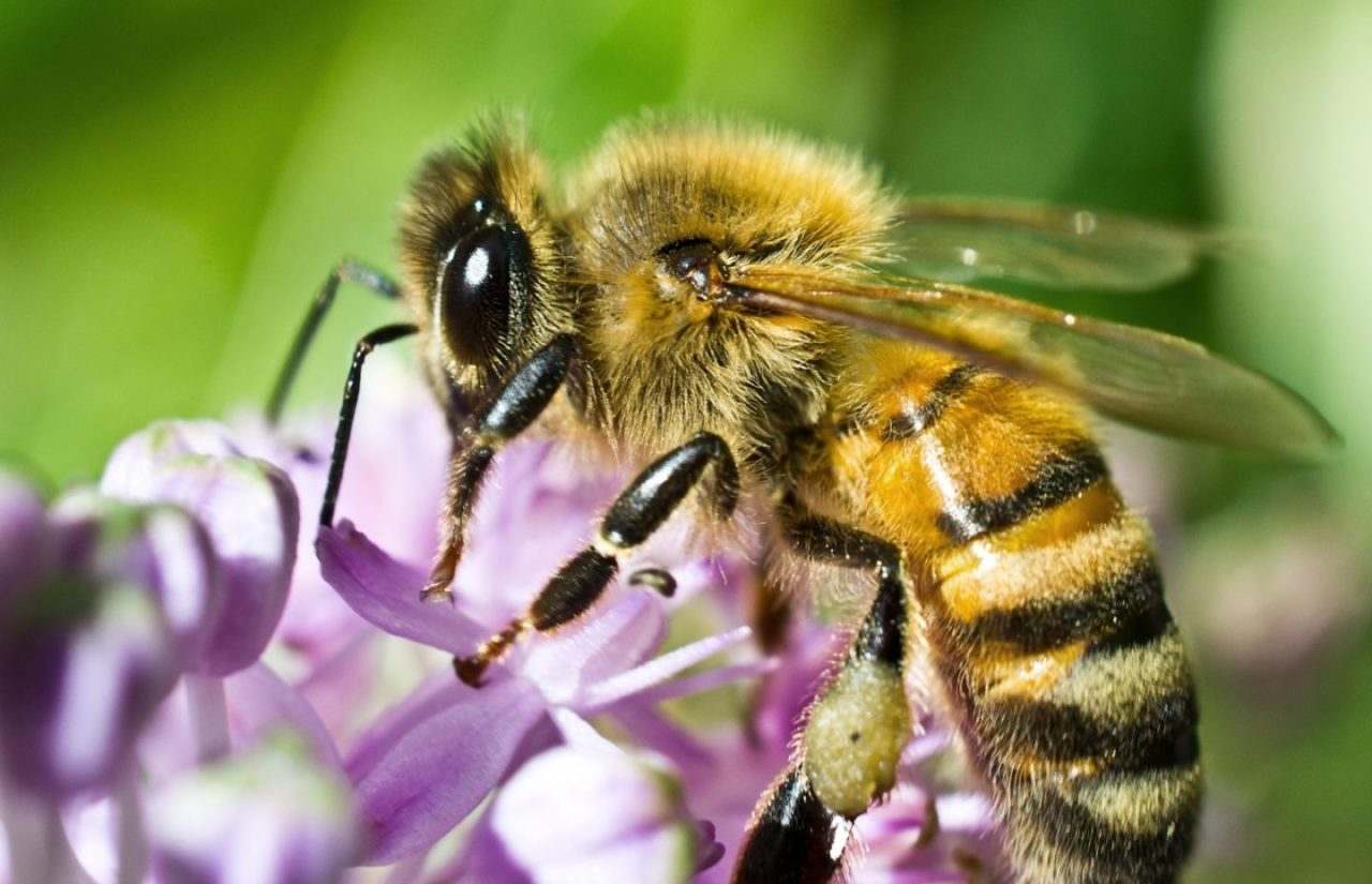 A close-up of a honey bee on a purple flower in Chicago and Rockford DMA.
