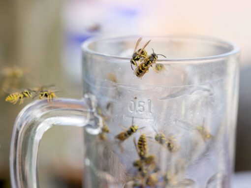 yellowjacket wasps on beer glass