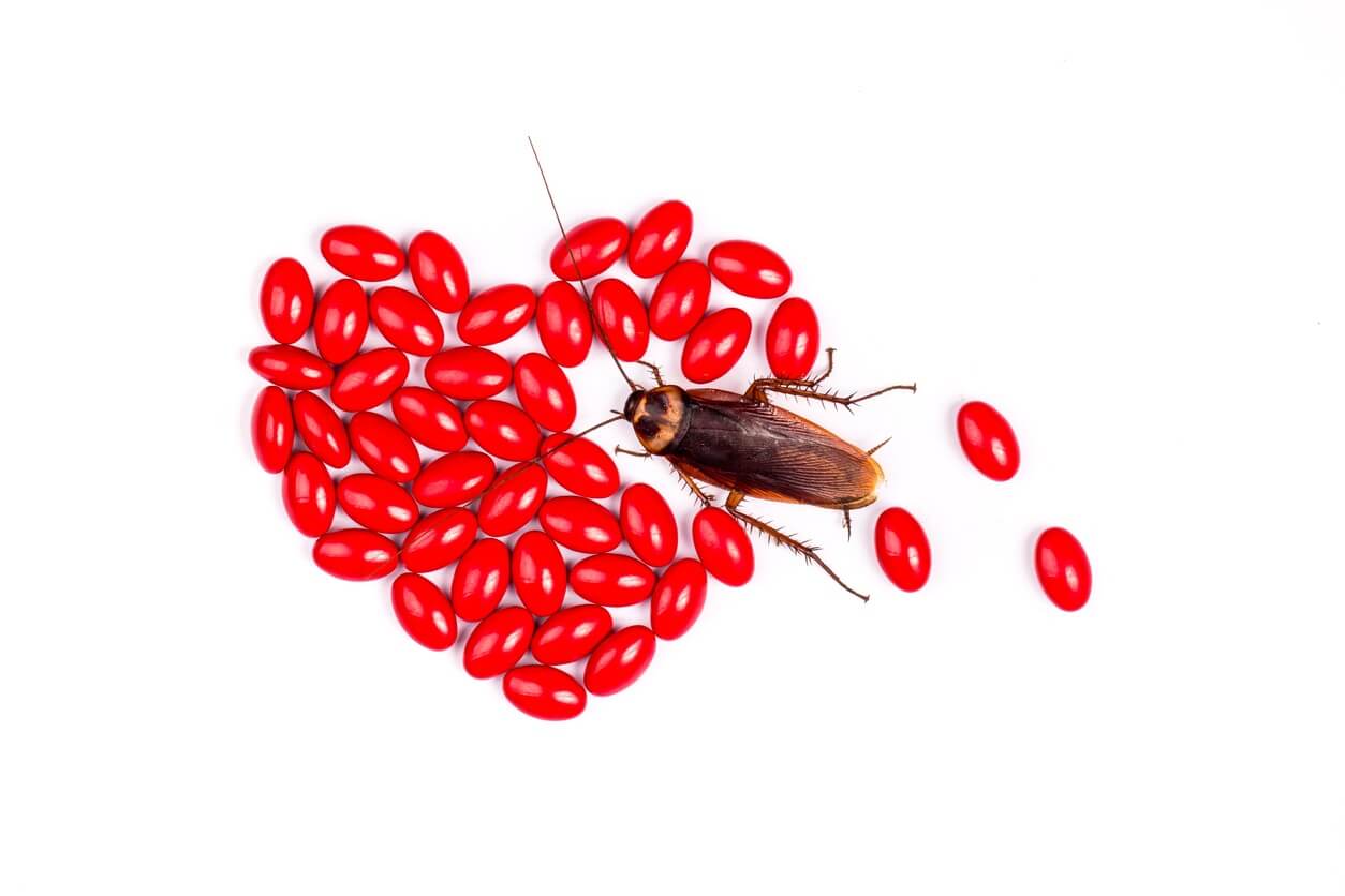 Heart-shaped arrangement of pills disrupted by a cockroach