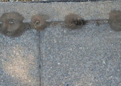 An image of pavement ant mounds between the road in Indiana