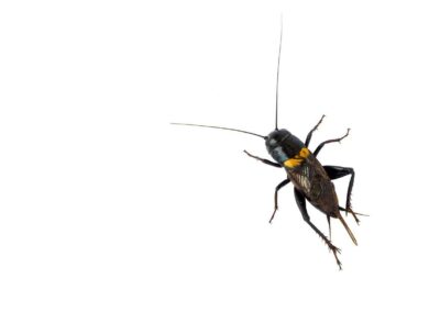 A black and yellow insect, representing cricket control efforts in Indiana.