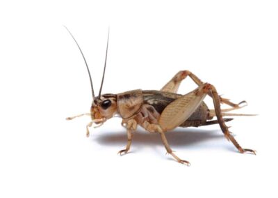 A cricket standing upright, highlighting the need for effective cricket control in Indiana.