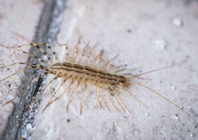 A centipede crawling on the ground, illustrating the importance of pest control in Indiana.