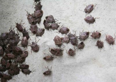 A group of various insects resting on a white surface, representing pest diversity in Indiana.