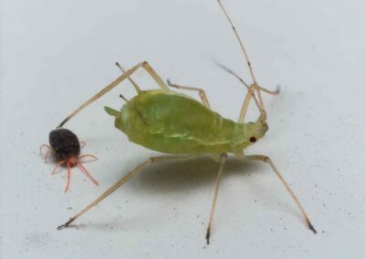 A Clover Mite standing on its hind legs, showcasing the importance of Clover Mite control in Indiana.