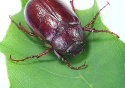 A red beetle perched on a leaf, drawing attention to June Bug management in Indiana.