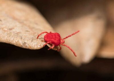 A red tick resting on a green leaf, symbolizing the need for tick and Clover Mite control in Indiana.