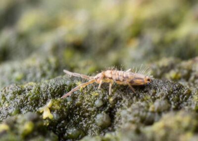 A springtail resting on moss, emphasizing the need for springtail control in Indiana.