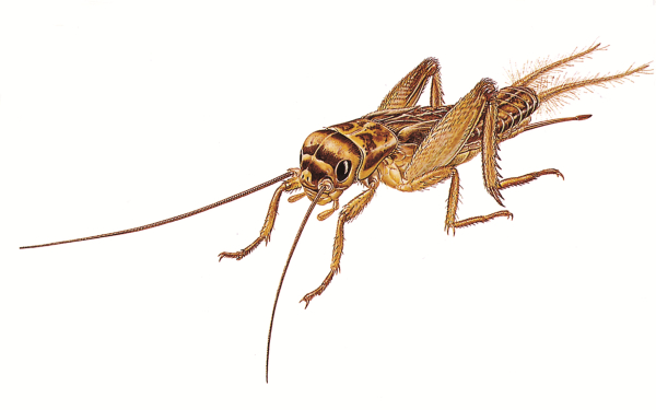 Boxelder Bugs pest control service is available in the Chicago and Rockford areas.