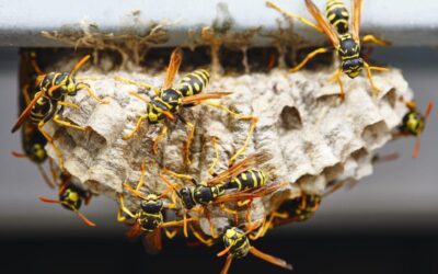How to Keep Pesky Wasps Away