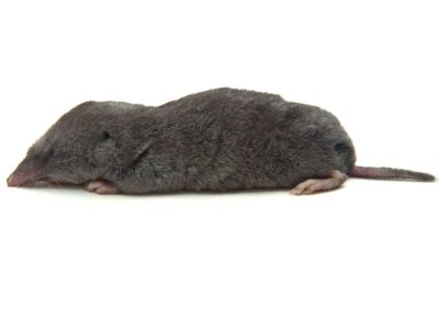 A common shrew control service is available in the Chicago and Rockford areas.