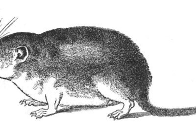 In the Chicago and Rockford area, a common shrew pest control service is available.