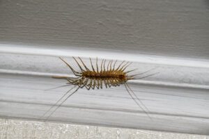 House centipede on the ceiling