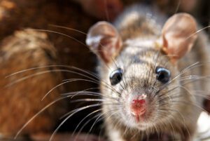 mouse carries ticks, fleas, parasites and 27 pathogens dangerous to human health