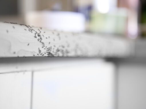 ants on kitchen counter
