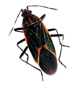Boxelder bug control service is available in the Chicago and Rockford areas.