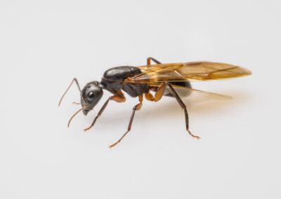 Carpenter ant control service is available in the Chicago and Rockford areas.
