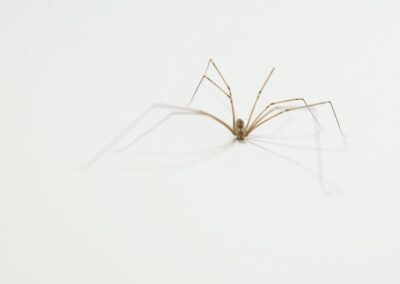 Cellar spider pest control service is available in the Chicago and Rockford areas.