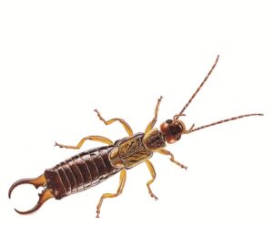 Earwigs pest control service is available in the Chicago and Rockford areas.