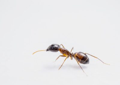 Thief Ant Pest Control Service is available in the Chicago and Rockford areas.