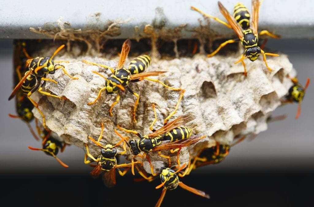 How to Keep Pesky Wasps Away