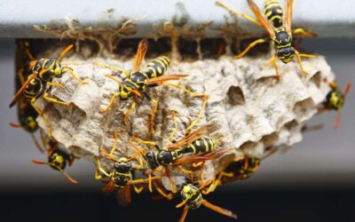 How to Keep Pesky Wasps Away