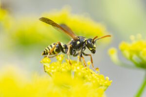 yellowjacket wasp in a yellow flower