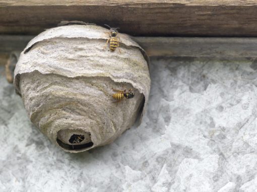close up wasps nest