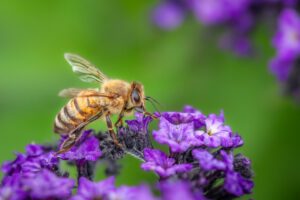 honey bee pollinating a flower
