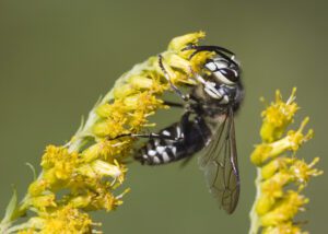 bald-faced hornet on a flower